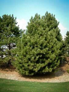 Сосна Чёрная (Pinus Nigra) купить по цене от 270.00р. в интернет-магазине «Посадика» с доставкой почтой в в Переславль-Залесскийе и по всей России – [изображение №1].