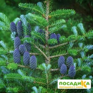 Пихта корейская (Abies koreana) купить по цене от 450.00р. в интернет-магазине «Посадика» с доставкой почтой в в Переславль-Залесскийе и по всей России – [изображение №1].