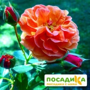 Роза Арабия купить по цене от 350.00р. в интернет-магазине «Посадика» с доставкой почтой в в Переславль-Залесскийе и по всей России – [изображение №1].