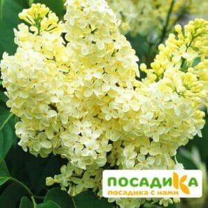 Сирень Примроуз (Primrose) купить по цене от 529.00р. в интернет-магазине «Посадика» с доставкой почтой в в Переславль-Залесскийе и по всей России – [изображение №1].