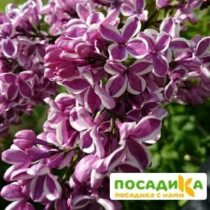 Сирень Сенсация купить по цене от 529.00р. в интернет-магазине «Посадика» с доставкой почтой в в Переславль-Залесскийе и по всей России – [изображение №1].