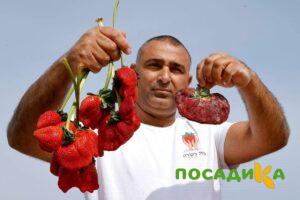 Клубника Гигант Джорнея купить по цене от 266р. в интернет-магазине «Посадика» с доставкой почтой в в Переславль-Залесскийе и по всей России – [изображение №1].