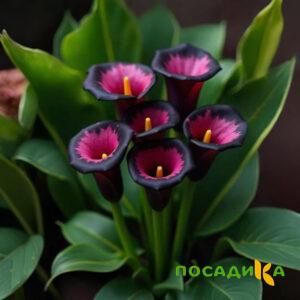 Калла Аура Лейс купить по цене от 400р. в интернет-магазине «Посадика» с доставкой почтой в в Переславль-Залесскийе и по всей России – [изображение №1].