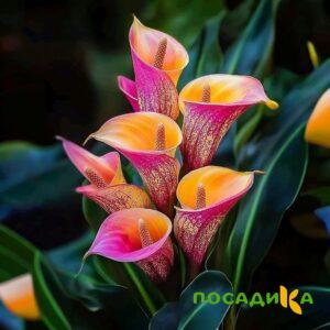 Калла Оникс купить по цене от 450р. в интернет-магазине «Посадика» с доставкой почтой в в Переславль-Залесскийе и по всей России – [изображение №1].