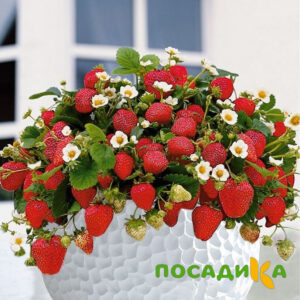 Клубника Рубиновый Шепот (горшечная) купить по цене от 240р. в интернет-магазине «Посадика» с доставкой почтой в в Переславль-Залесскийе и по всей России – [изображение №1].