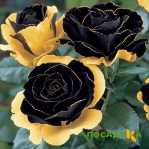 Роза Ханни Сикл купить по цене от 700р. в интернет-магазине «Посадика» с доставкой почтой в в Переславль-Залесскийе и по всей России – [изображение №1].