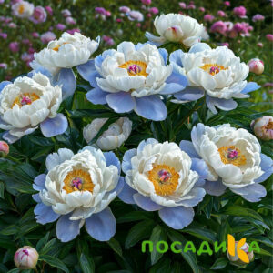 Пион акварельный Этюд купить по цене от 806р. в интернет-магазине «Посадика» с доставкой почтой в в Переславль-Залесскийе и по всей России – [изображение №1].