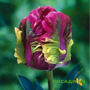 Тюльпан Экзотик Хэвен купить по цене от 186р. в интернет-магазине «Посадика» с доставкой почтой в в Переславль-Залесскийе и по всей России – [изображение №1].