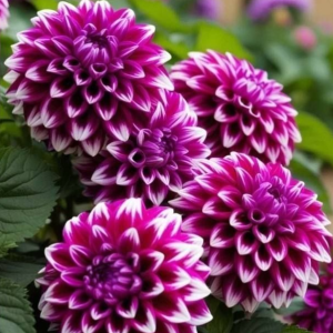 Георгин Кристал Корт купить по цене от 602р. в интернет-магазине «Посадика» с доставкой почтой в в Переславль-Залесскийе и по всей России – [изображение №1].