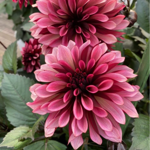 Георгин Перли Сансет купить по цене от 309р. в интернет-магазине «Посадика» с доставкой почтой в в Переславль-Залесскийе и по всей России – [изображение №1].