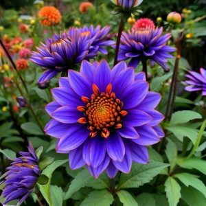 Георгин Лазурит купить по цене от 799р. в интернет-магазине «Посадика» с доставкой почтой в в Переславль-Залесскийе и по всей России – [изображение №1].