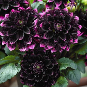 Георгин Лаванда Лейс купить по цене от 679р. в интернет-магазине «Посадика» с доставкой почтой в в Переславль-Залесскийе и по всей России – [изображение №1].