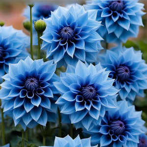 Георгин Вижапе купить по цене от 699р. в интернет-магазине «Посадика» с доставкой почтой в в Переславль-Залесскийе и по всей России – [изображение №1].